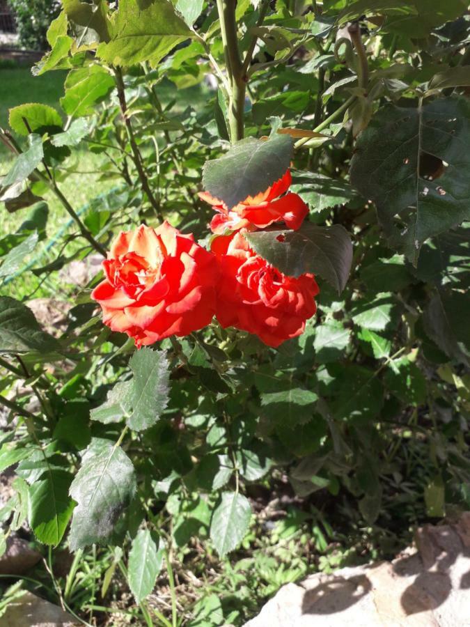 Roses Villa Skála Kallirákhis Eksteriør billede